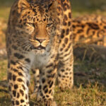 गाजियाबाद तेंदुआ, 9 घंटे दहशत, तेंदुआ रेस्क्यू, गाजियाबाद वन विभाग, DJ से बाधा, उत्तर प्रदेश समाचार