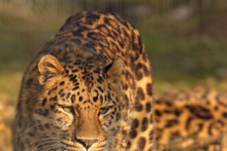 गाजियाबाद तेंदुआ, 9 घंटे दहशत, तेंदुआ रेस्क्यू, गाजियाबाद वन विभाग, DJ से बाधा, उत्तर प्रदेश समाचार