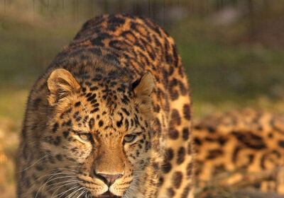 गाजियाबाद तेंदुआ, 9 घंटे दहशत, तेंदुआ रेस्क्यू, गाजियाबाद वन विभाग, DJ से बाधा, उत्तर प्रदेश समाचार