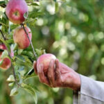 हिमाचल प्रदेश सेब, बौने सेब पौधे, हाई-डेंसिटी प्लांटेशन, सेब बागवानी, अमेरिका न्यूजीलैंड सेब चुनौती