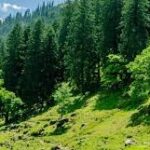 उत्तराखंड जंगल में आग, मलारी गांव आग, भारत चीन सीमा खबर, चमोली जंगल आग, Uttarakhand forest fire, Malari village fire