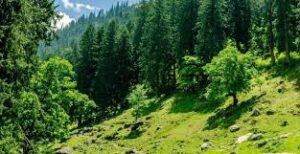 उत्तराखंड जंगल में आग, मलारी गांव आग, भारत चीन सीमा खबर, चमोली जंगल आग, Uttarakhand forest fire, Malari village fire