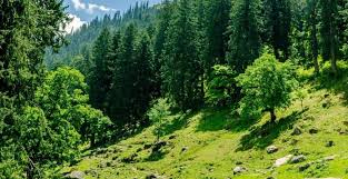 उत्तराखंड जंगल में आग, मलारी गांव आग, भारत चीन सीमा खबर, चमोली जंगल आग, Uttarakhand forest fire, Malari village fire