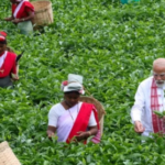 डिब्रूगढ़ चाय बागान, असम चाय उद्योग, tea garden Assam, tea workers India, Assam culture, चाय बागान श्रमिक