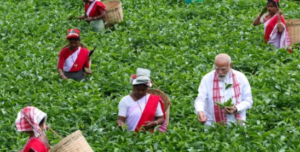डिब्रूगढ़ चाय बागान, असम चाय उद्योग, tea garden Assam, tea workers India, Assam culture, चाय बागान श्रमिक