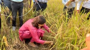 फर्रुखाबाद में डीएम ने कराई धान की क्रॉप कटिंग