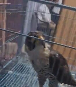 लखनऊ में 7 दुर्लभ बाज बरामद